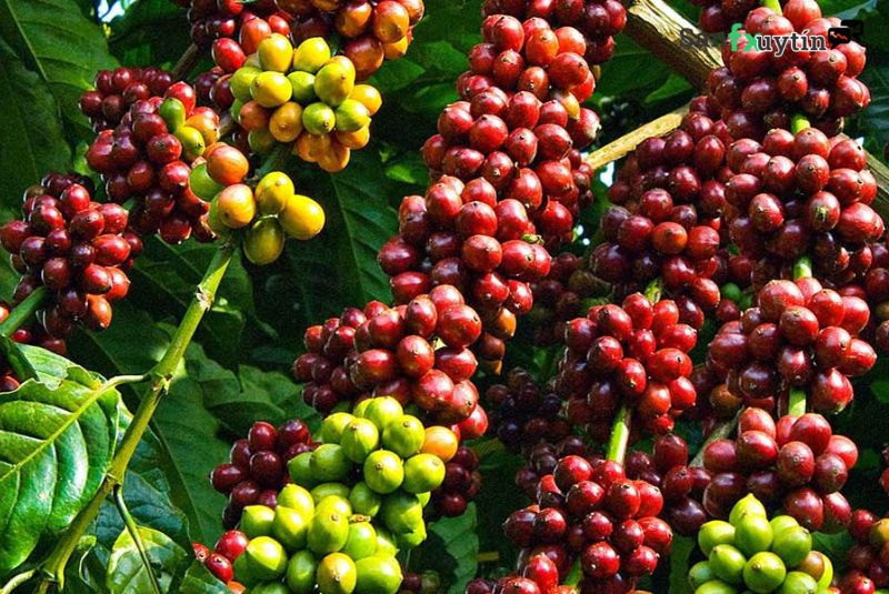 Giao dịch cà phê có thể mang lại nguồn lợi nhuận lớn cho trader